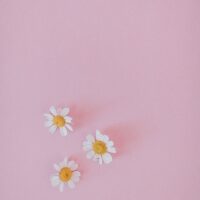 Fresh daisies flowers in pink background
