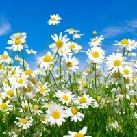 Grief Care Services