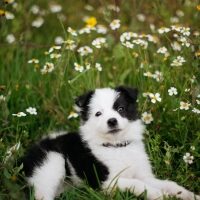 Pet dog with white flowers on the background