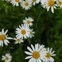 Close-up photo of white daisies