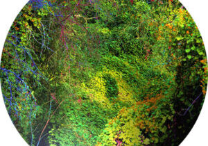 duende2-intuition a beautiful forest